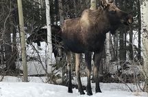 Winter - Wildlife & Turnagain Arm Tour