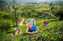 Kandy Private Day Tour Ahungalla/Kosgoda/Bentota/Beruwala/Kaluthara