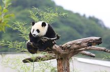 Chengdu: Panda Base Leshan Buddha English-guided Group Tour