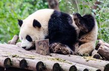 Chengdu: Panda Base Leshan Buddha English-guided Group Tour