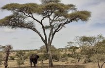 SERENGETI NATIONAL PARK Tour