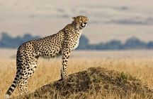 SERENGETI NATIONAL PARK Tour