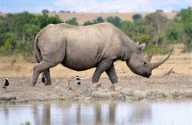 1 Day Safari - Ol Pejeta Conservancy. 