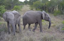 1 Day Safari - Ol Pejeta Conservancy. 