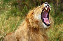 2 Days Awe-Inspiring Safari in Maasai Mara National Reserve, Kenya