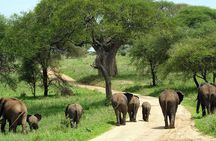 Tarangire National Park elephant view