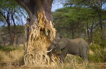 Tarangire National Park elephant view