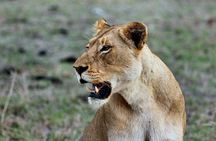 2 Days Awe-Inspiring Safari in Maasai Mara National Reserve, Kenya