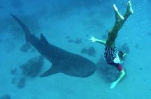 Oslob Whale Shark Watching