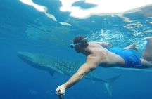 Oslob Whale Shark Watching