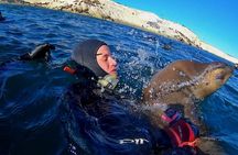 Snorkeling with Sea Lions by Madryn Buceo