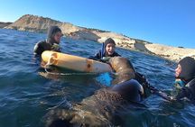Snorkeling with Sea Lions by Madryn Buceo