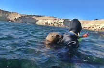 Snorkeling with Sea Lions by Madryn Buceo