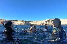 Snorkeling with Sea Lions by Madryn Buceo
