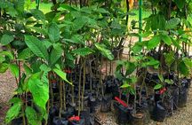 One Day Cocoa Farm Experience, Boti Waterfall,aburi Botanical Gardens