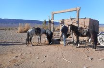 Desert Trail in Morocco on Horseback 