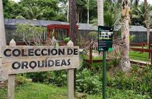 Lancetilla Botanical Garden from San Pedro Sula