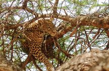 3 Days Amazing Tanzania Safari