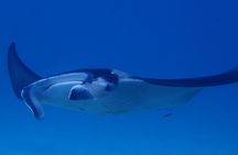 Luxury Full Day Snorkeling