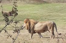 Safari Experience at Rhino & Lion Park