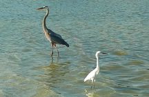 Kayak Adventure of Shell Key Preserve & Island with a Local