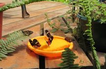 Mindo Cloud Forest Full Day Tour from Quito