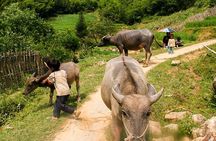 Sapa Easy Trekking Tour 1 Day - Rice Paddies and Cultures