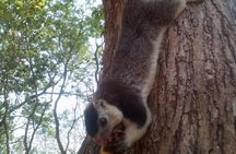All inclusive Private jeep safari at Yala National park