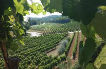 Wine Tour - The Best of Istria