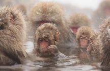 Nagano Snow Monkey 1 Day Tour with Beef Sukiyaki Lunch from Tokyo