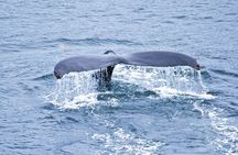 Icy Strait Shore Excursion: Whale Watching Adventure Tour