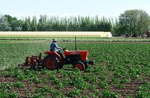 Lower Valley of Chubut River: Welsh heritage - Puerto Madryn