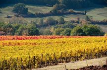 From Florence to Chianti Rufina: Wine Tasting Experience