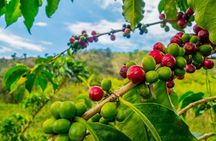 Private Tour - Coffee Tour (Cultivations) 