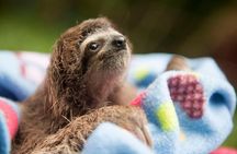 Wildlife Rescue Center and Punta Uva Beach & Jungle Hike