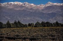 Small Group tour 3 wineries in Luján de Cuyo or Maipú with lunch
