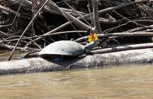 Jungle Eco Jungle And Adventure - 4 Days / 3 Nights