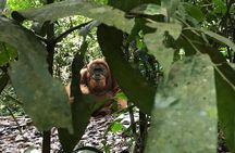 Private Full-Day Bukit Lawang Trekking Tour From Medan