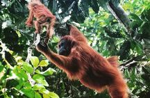 Private Full-Day Bukit Lawang Trekking Tour From Medan