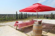 Full-Day Wine Tour from Istanbul