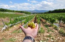 Full-Day Wine Tour from Istanbul
