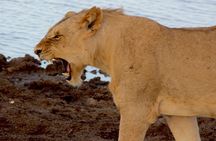 2 Days Safari Tsavo East 