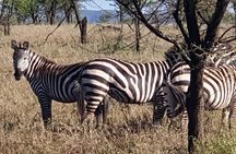 4 Days Tarangire / Serengeti / Ngorongoro & Manyara