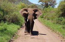 4 Days Tarangire / Serengeti / Ngorongoro & Manyara