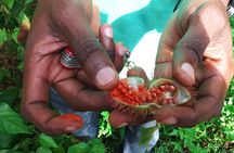 Zanzibar Spice Tour 