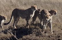 4 Days Tarangire / Serengeti / Ngorongoro & Manyara