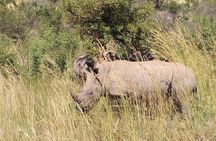 Pilanesberg Safari Fullday