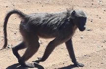 Pilanesberg Safari Fullday