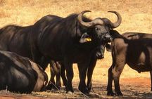 Pilanesberg Safari Fullday