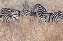 Full-Day Pilanesberg National Park Safari from Johannesburg